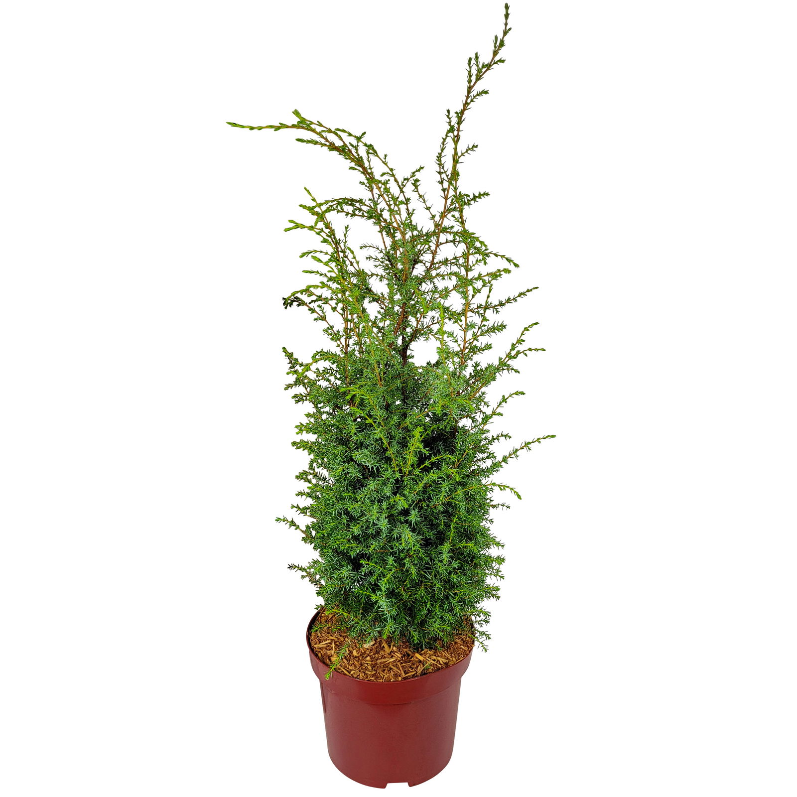 Silbriggrüner Säulenwacholder 'Excelsa', Höhe 40-60 cm, Topf 5 Liter, 2er-Set