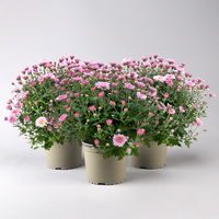 Chrysanthemen, rosa, Topf-Ø 19 cm, 3 Pflanzen