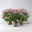 Chrysanthemen, rosa, Topf-Ø 19 cm, 3 Pflanzen Chrysanthemen, rosa, Topf-Ø 19 cm, 3 Pflanzen