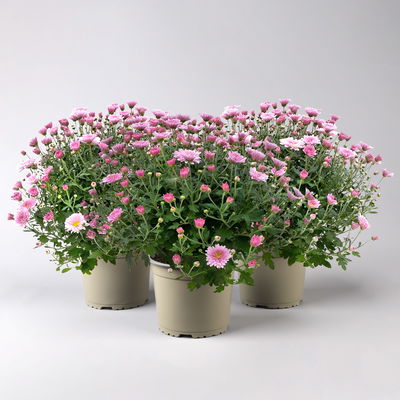 Chrysanthemen, rosa, Topf-Ø 19 cm, 3 Pflanzen Chrysanthemen, rosa, Topf-Ø 19 cm, 3 Pflanzen