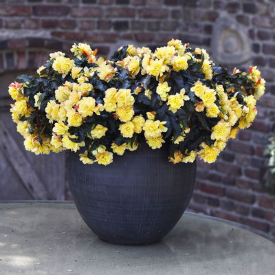 Begonie, halbhängend, Farbe zufällig, Topf-Ø 13 cm, 6 Pflanzen