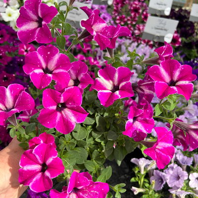 Petunien 'Circus Sky®' pink-weiß, hängend, Topf-Ø 13 cm, 6 Pflanzen