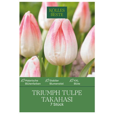 Triumph Tulpen 'Takahashi', weiß, rosa, Größe 11/12, 7 Blumenzwiebeln
