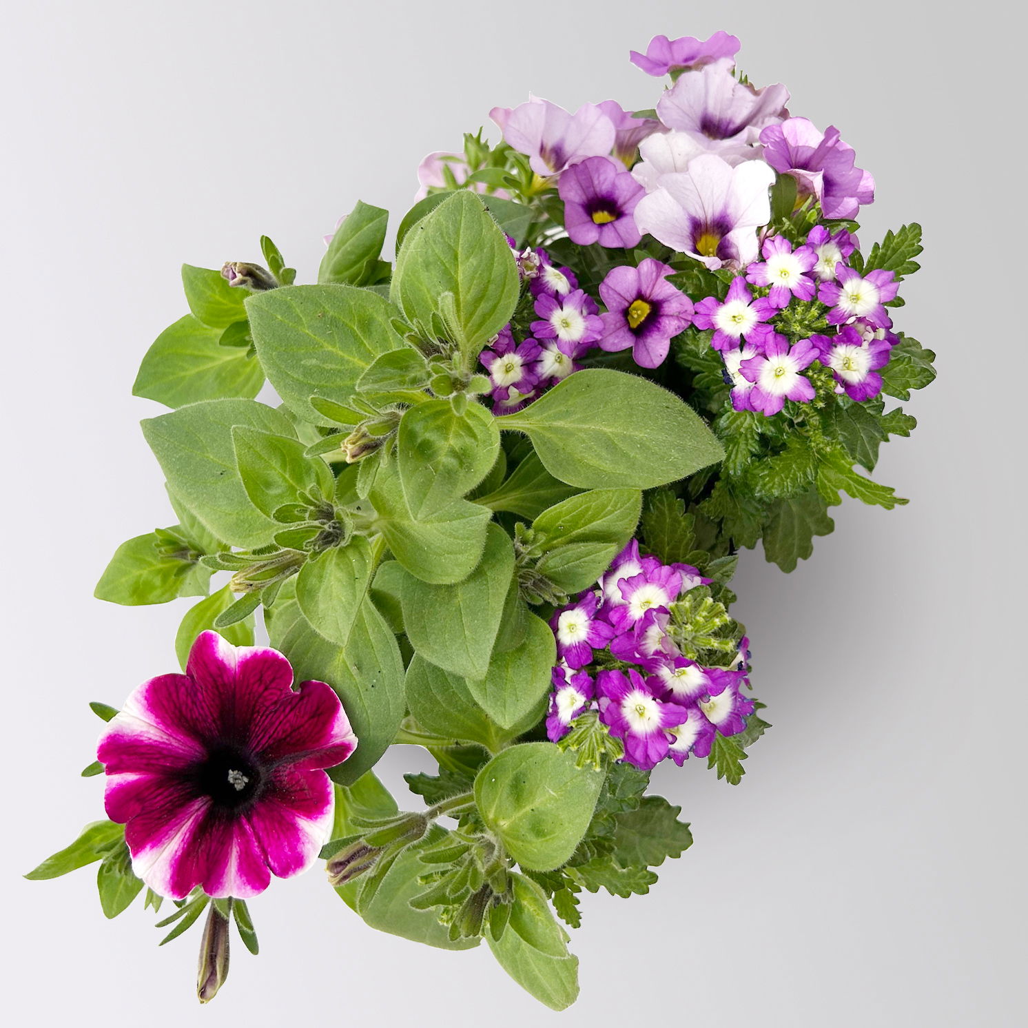 Sommerblumen-Mix, nach Verfügbarkeit, Topf-Ø 13 cm, 3 Pflanzen