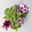 Sommerblumen-Mix, nach Verfügbarkeit, Topf-Ø 13 cm, 3 Pflanzen
