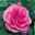 Englische Rose 'Gertrude Jekyll' (Ausbord), rosa, Topf 6 Liter, 4er Set