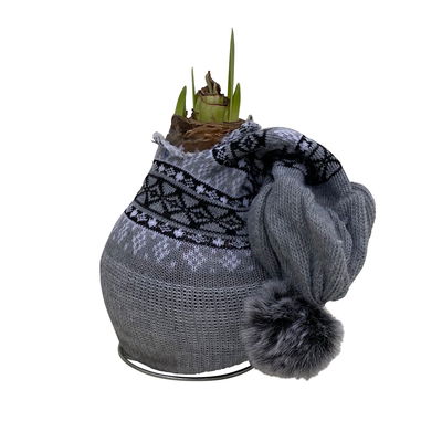 Amaryllis in Wachs XL, Dekor 'Mütze Skandinavien', Farbe zufällig, Blüte rot