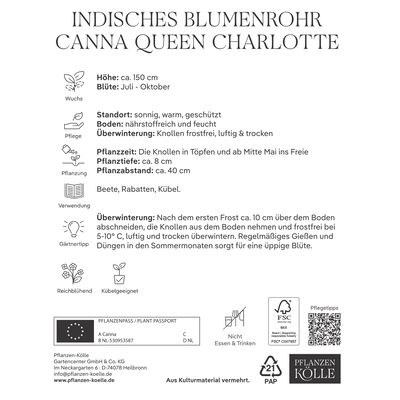 Kölles Beste Indisches Blumenrohr 'Queen Charlotte', rot/gelb, 1 Blumenzwiebel