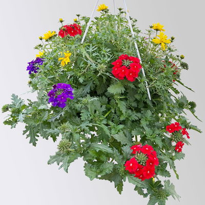 Blumenampel TrioMio™ 'Tweety Pop', blau-rot-gelb, Ampeltopf ca. 27 cm Ø