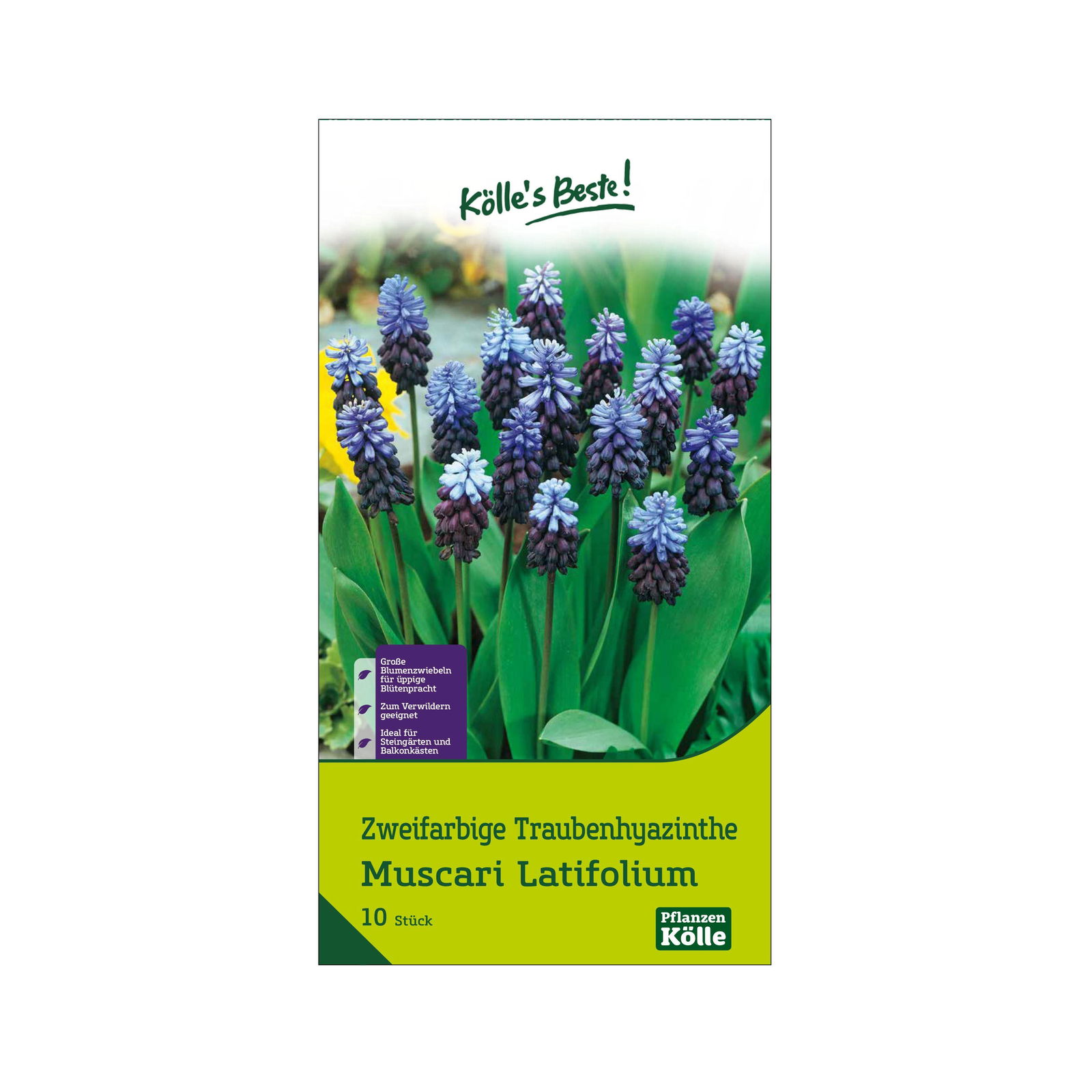 Muscari Latifolium blau mit hellblau, 10 Blumenzwiebeln