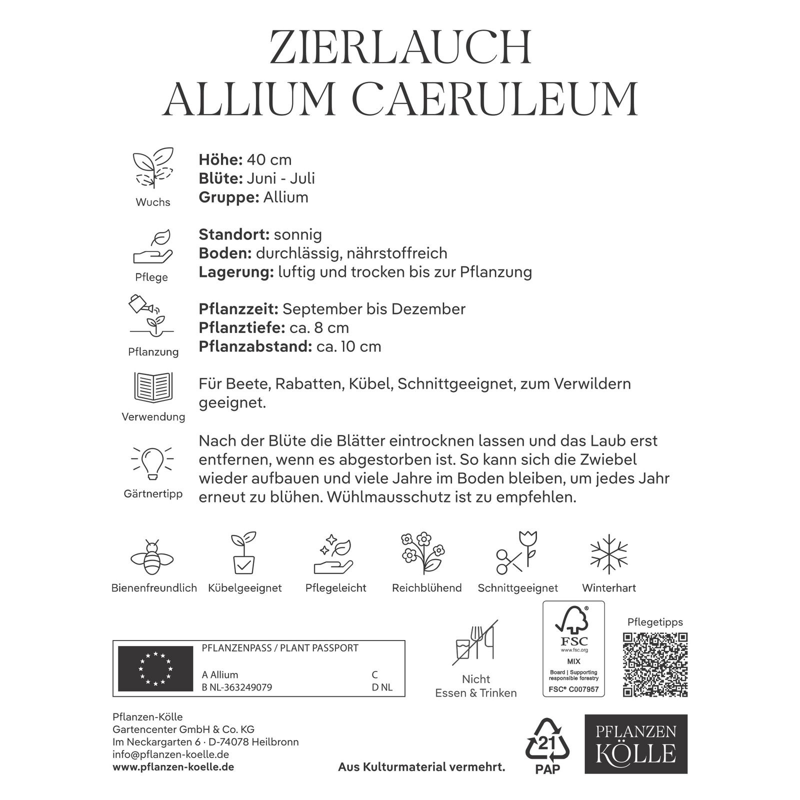 Allium Caeruleum (Zierlauch) blau, 10 Blumenzwiebeln