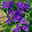 Dreimasterblume, violettblau, Topf 11x11 cm, 3 Pflanzen
