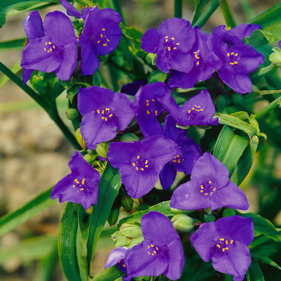 Dreimasterblume, violettblau, Topf 11x11 cm, 3 Pflanzen