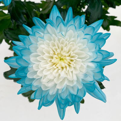 Chrysantheme 'Zembla Make-Upz® Uno Mix, Farben zufällig, Topf-Ø 13 cm, 3er-Set Chrysantheme 'Zembla Make-Upz® Uno Mix, Farben zufällig, Topf-Ø 13 cm, 3er-Set