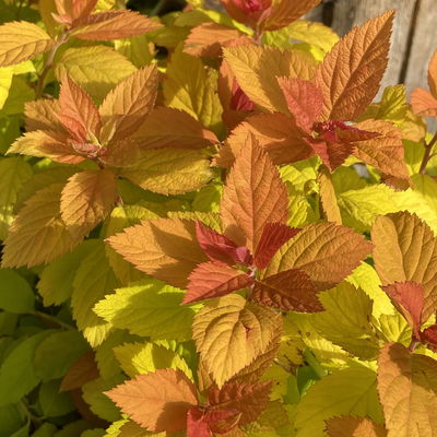 Goldorange Japanspiere 'Double Play®Big Bang', Spiraea japonica, Topf 5 Liter Goldorange Japanspiere 'Double Play®Big Bang', Spiraea japonica, Topf 5 Liter