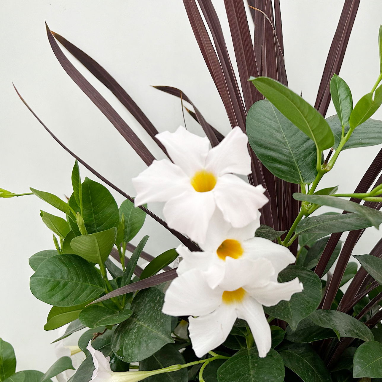 Mixtopf Dipladenia mit Keulenlilie, Farbe zufällig, Topf-Ø 26 cm