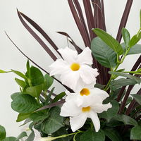 Mixtopf Dipladenia mit Keulenlilie, Farbe zufällig, Topf-Ø 26 cm