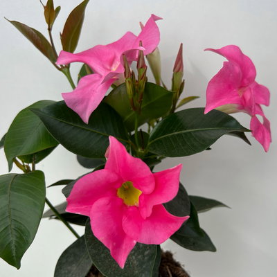 Dipladenie 'Qdeville®', rosa, buschartig, Topf-Ø 12 cm, 3 Pflanzen