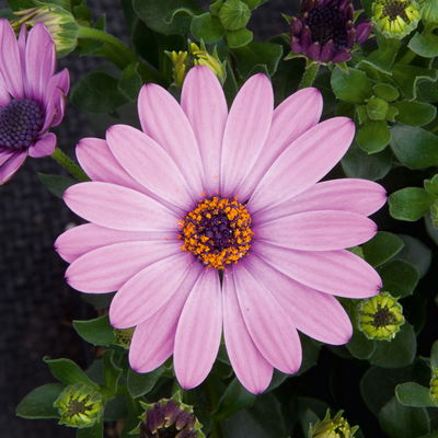 Pflanzenkreation 'Lillet Wild Berry', 12 Pflanzen inkl. Erde und Dünger