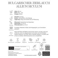Allium Nectaroscordum Siculum (Zierlauch) creme/rosa, 10 Blumenzwiebeln