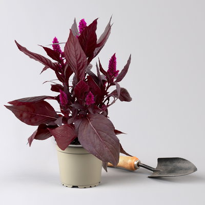 Celosia 'Mystic Shades', pink, Topf-Ø 12 cm, 3 Pflanzen