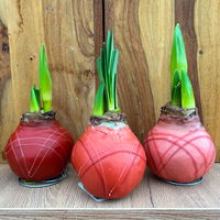 Gewachste XL-Amaryllis- Zwiebel 'Terra Cotta Mix', Farbe zufällig, rote Blüte