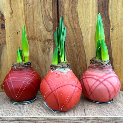 Amaryllis in Wachs XL, Dekor 'Terra Cotta Mix' Farbe zufällig, Blüte rot Amaryllis in Wachs XL, Dekor 'Terra Cotta Mix' Farbe zufällig, Blüte rot