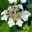 Kölle Tellerhortensie, Hydrangea macropylla, weiß, im 5 lt. Topf