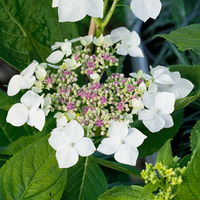 Kölle Tellerhortensie, Hydrangea macropylla, weiß, im 5 lt. Topf