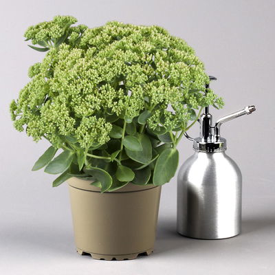 Hohe Fetthenne 'Herbstfreude', rosa, Topf-Ø 13 cm, 6er-Set