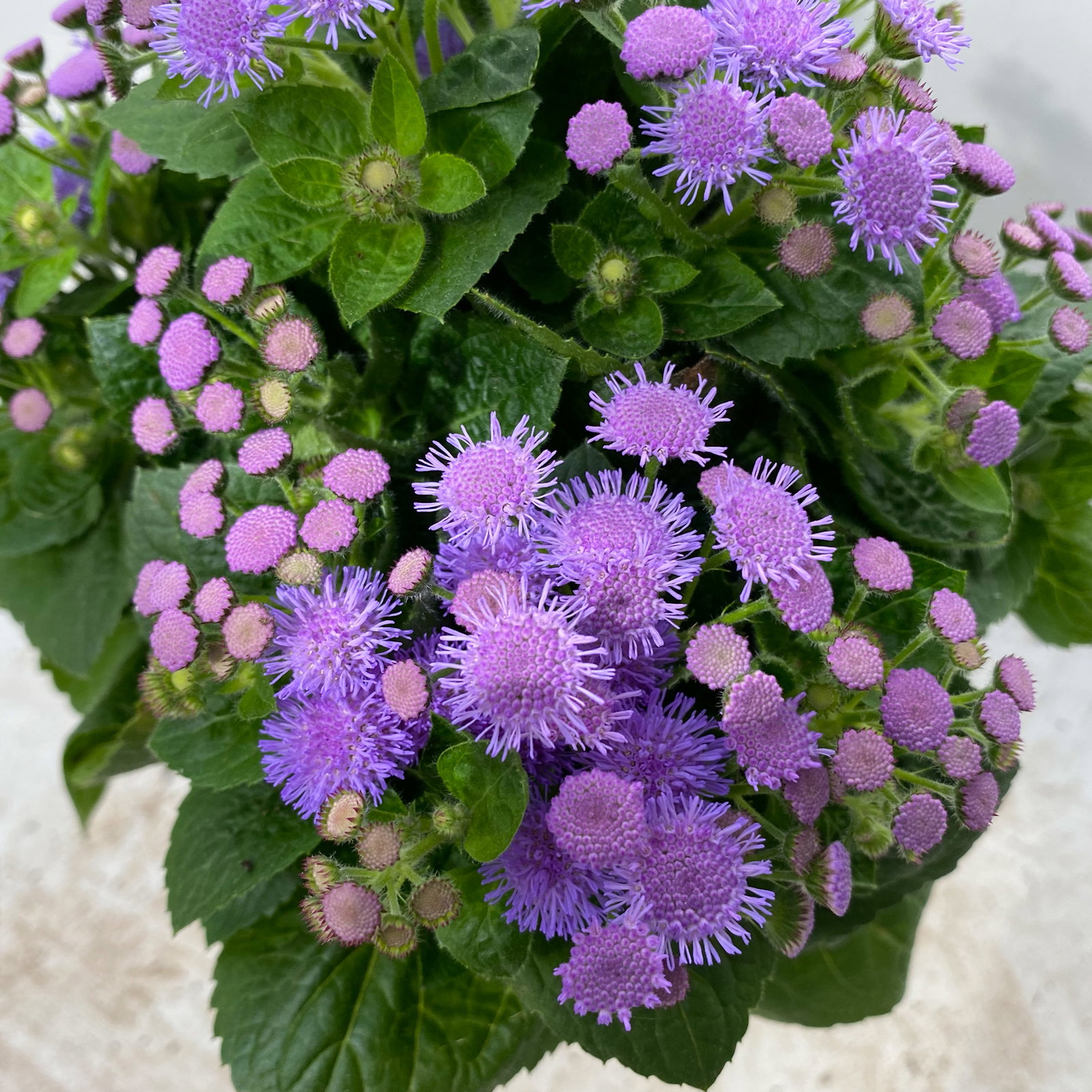 Pflanzenkreation 'No Mosquito', 12 Pflanzen inkl. Erde und Dünger