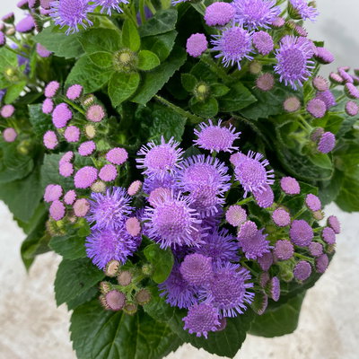 Pflanzenkreation 'No Mosquito', 12 Pflanzen inkl. Erde und Dünger