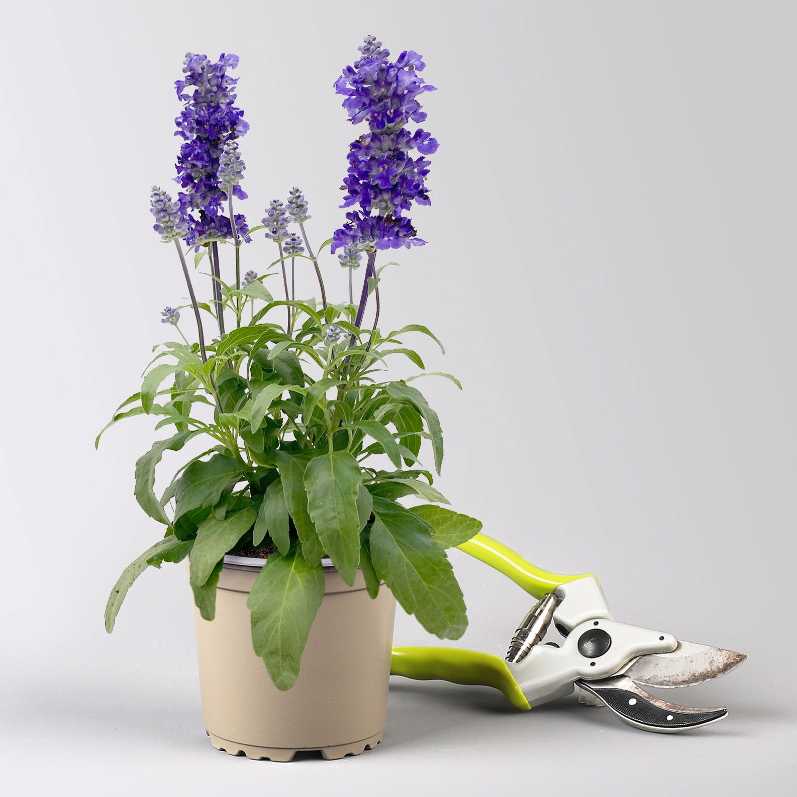 Pflanzenkreation 'Swimmingpool', 12 Pflanzen inkl. Erde und Dünger