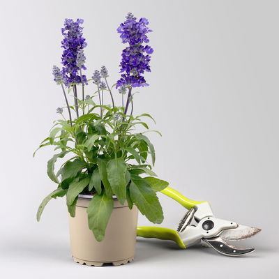 Pflanzenkreation 'Swimmingpool', 12 Pflanzen inkl. Erde und Dünger