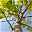 Bio Blauglockenbaum, Co2-Klimabaum 'NordMax21‘ ®, Topf-Ø 15 cm