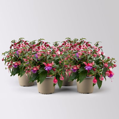 Fuchsien-Duo, bunt, Busch, Topf-Ø 14 cm, 4 Pflanzen