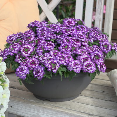 Eisenkraut, blau-weiß, Topf-Ø 12 cm, 6 Pflanzen