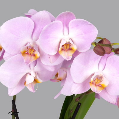 Phalaenopsis 'Spirit' rosa, 2 Rispen, Topf-Ø 12 cm, Höhe ca. 50 cm Phalaenopsis 'Spirit' rosa, 2 Rispen, Topf-Ø 12 cm, Höhe ca. 50 cm