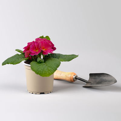 Primel 'Sunrise', pink, Topf-Ø 11 cm, 8 Pflanzen Primel 'Sunrise', pink, Topf-Ø 11 cm, 8 Pflanzen