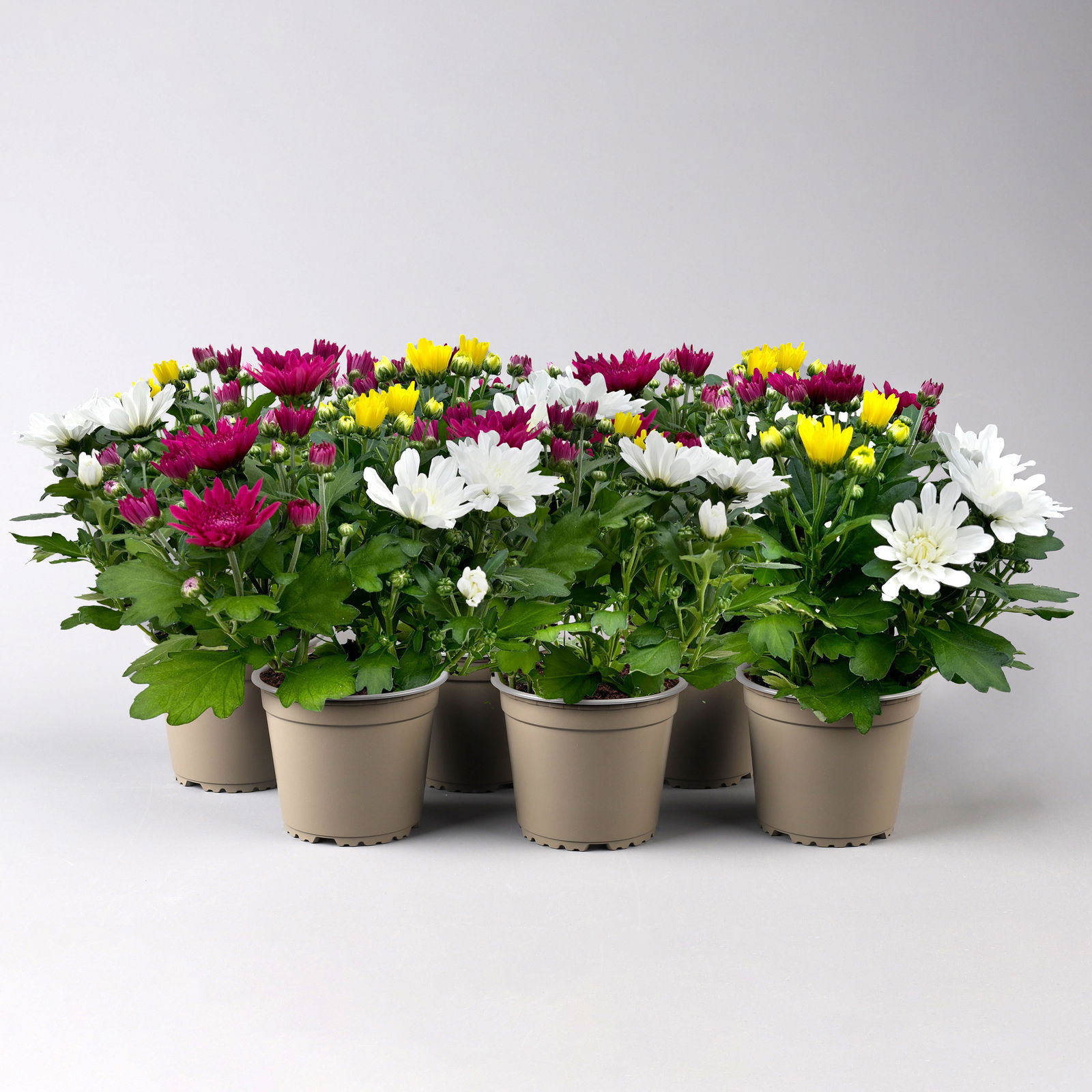 Chrysantheme 'Trio', weiß-gelb-lila, gefüllt, Topf-Ø 12cm, 6er-Set