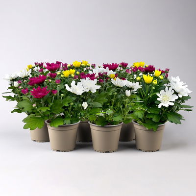 Chrysantheme 'Trio', weiß-gelb-lila, gefüllt, Topf-Ø 12cm, 6 Pflanzen Chrysantheme 'Trio', weiß-gelb-lila, gefüllt, Topf-Ø 12cm, 6 Pflanzen