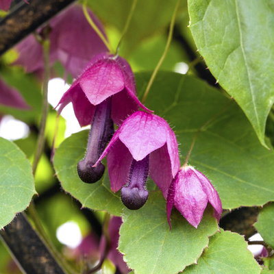 Rhodochiton purrpurrot/lila, Pyramide, Topf-Ø 13 cm, 2er-Set