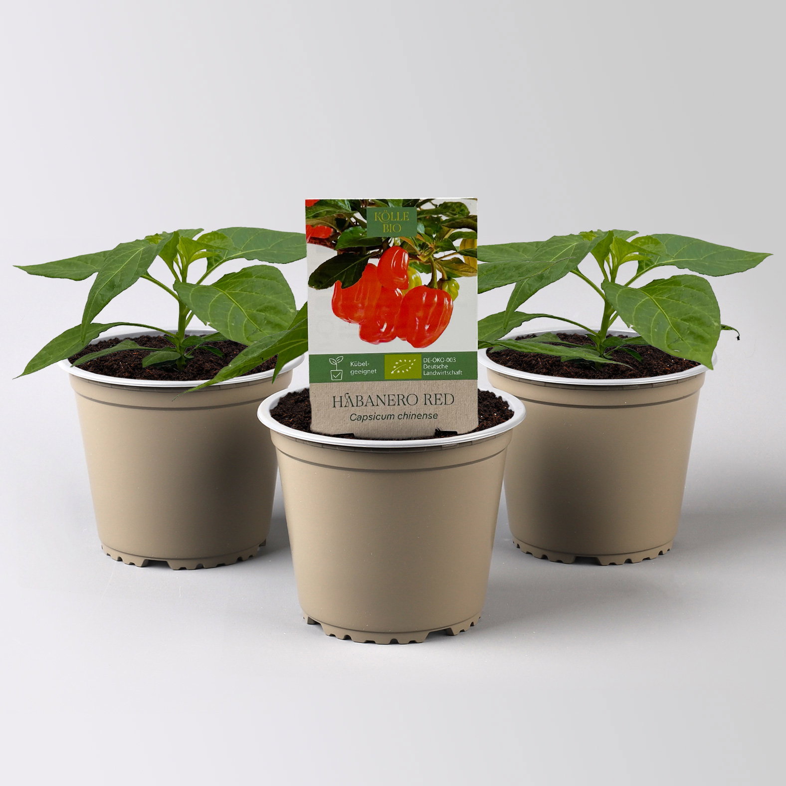 Bio Chili 'Habanero Red' Topf-Ø 12 cm, 3 Pflanzen