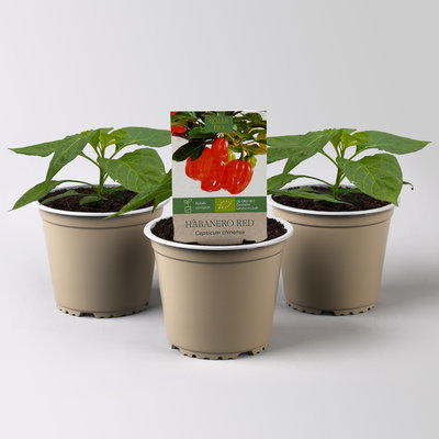 Bio Chili 'Habanero Red' Topf-Ø 12 cm, 3 Pflanzen