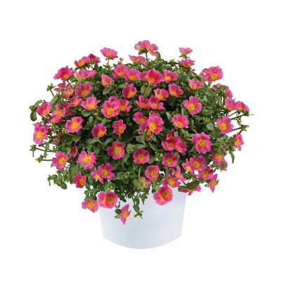 Portulakröschen, pink, Topf-Ø 12 cm, 6 Pflanzen Portulakröschen, pink, Topf-Ø 12 cm, 6 Pflanzen
