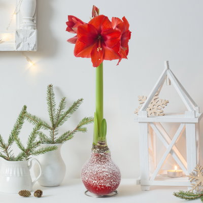 Amaryllis in Wachs XL, Dekor 'Snow Red', Blüte rot Amaryllis in Wachs XL, Dekor 'Snow Red', Blüte rot