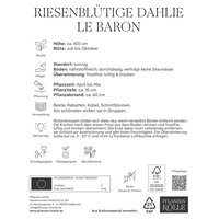 Kölles Beste Riesenblütige Dahlie Le Baron, lila, 1 Blumenknolle