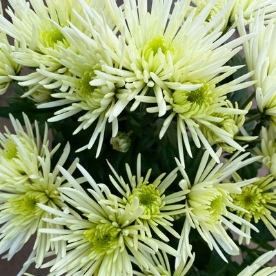 Chrysanthemen Spider Anansi™ White, spinnenblütig, Topf-Ø 14 cm, 4 Pflanzen