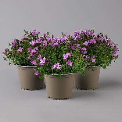 Glockenblume 'Ambella® Pink' rosa, Topf-Ø 15 cm, 3er-Set Glockenblume 'Ambella® Pink' rosa, Topf-Ø 15 cm, 3er-Set