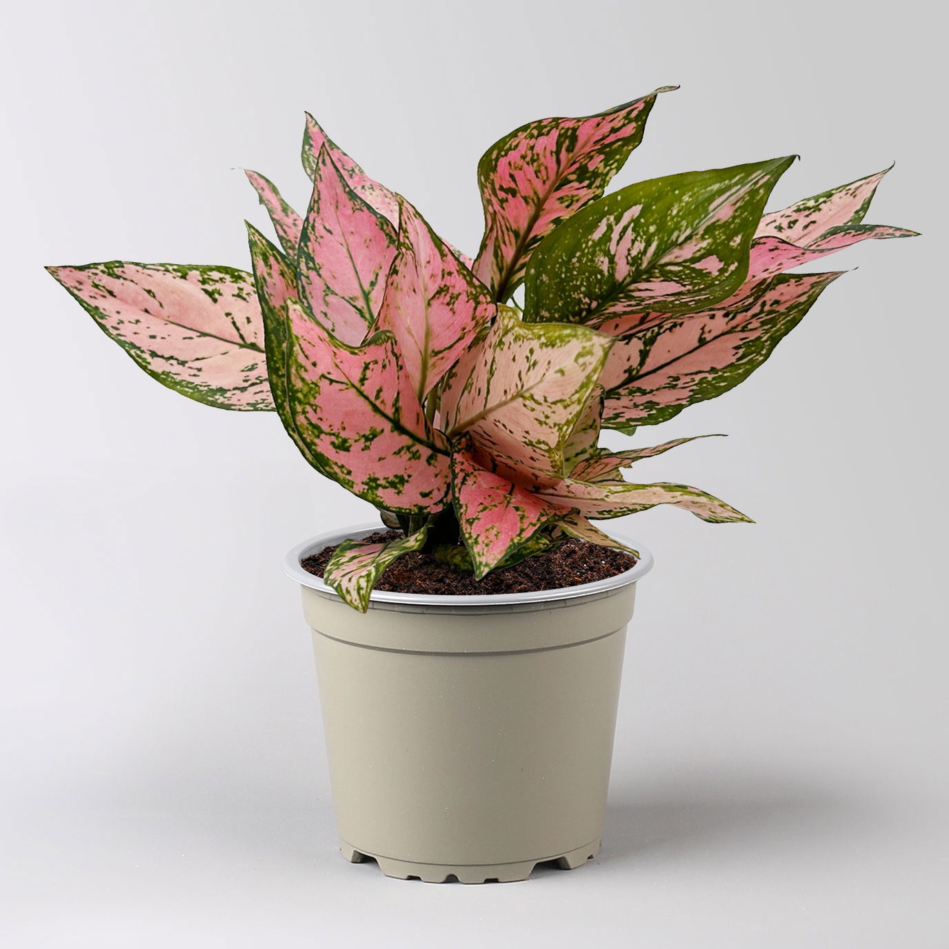 Aglaonema 'Pink', Topf-Ø 12 cm, mit Übertopf Vibes weiß Aglaonema 'Pink', Topf-Ø 12 cm, mit Übertopf Vibes weiß